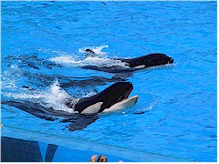 [ 3 orcas ]